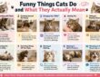 Funny Things Cats Do and What They Actually Mean
