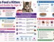 What to Feed a Kitten: Best Food Guide by Age