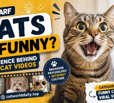 Why Are Cats So Funny? The Science Behind Viral Cat Videos