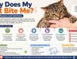 Why Does My Cat Bite Me Common Reasons and Solutions