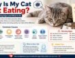 Why Is My Cat Not Eating? Causes, Warning Signs and What to Do