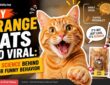 Why Orange Cats Go Viral: The Science Behind Their Funny Behavior