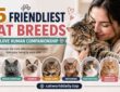 15 Friendliest Cat Breeds That Love Human Companionship