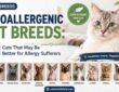 Hypoallergenic Cat Breeds: 12 Cats That May Be Better for Allergy Sufferers